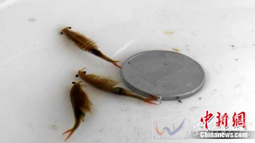 神秘生物現(xiàn)身鄭州像魚像蝦與恐龍同時代（圖）