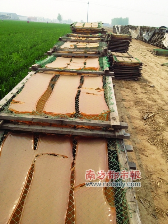 大片麥地被當(dāng)?shù)匦∽鞣涣罆窆I(yè)明膠的木架占據(jù)。