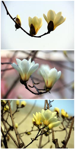 申城“高溫”催春到 玉蘭滿枝爭(zhēng)報(bào)春