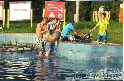 兩只寵物狗被當(dāng)場電死