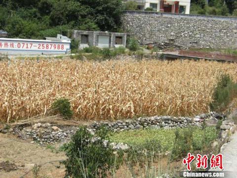 湖北興山干旱 玉米等作物受災(zāi)嚴(yán)重經(jīng)濟(jì)損失七千多萬