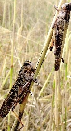 滎陽蝗災(zāi)黃河灘3000畝玉米被啃光