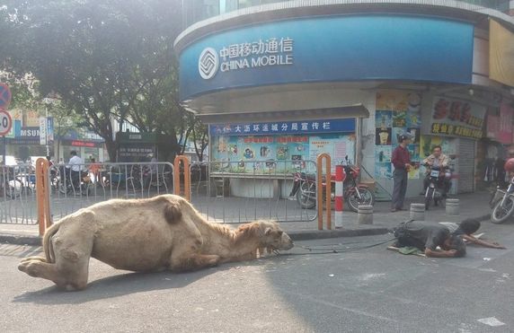 駱駝四肢被砍成乞討工具