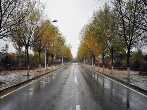 南方樹葉還很綠，內蒙古已經(jīng)秋葉落盡