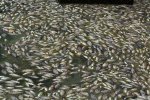 廈門松柏湖現大量死魚