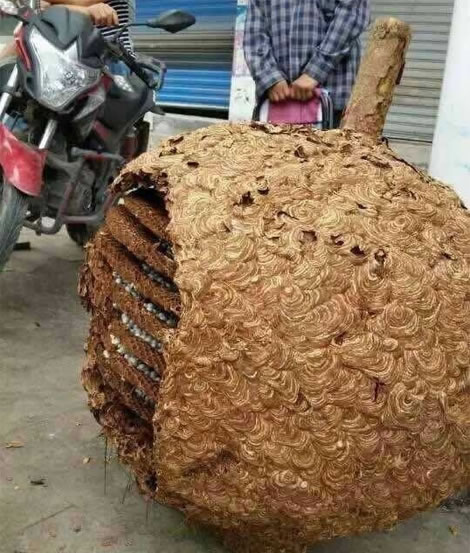 湖南發(fā)現(xiàn)超大蜂窩