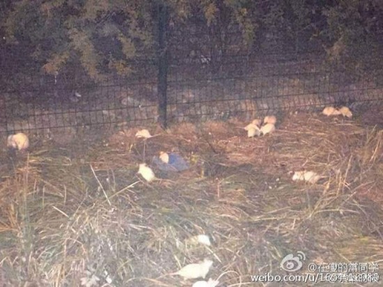 奧森公園現(xiàn)白鼠