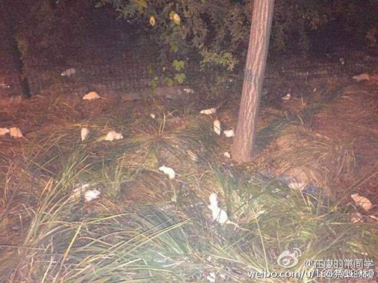 奧森公園現(xiàn)白鼠
