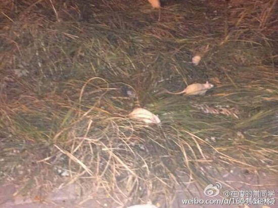 奧森公園現(xiàn)白鼠