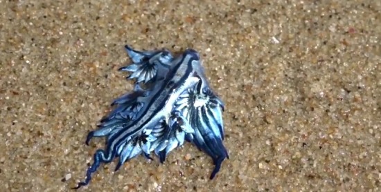 澳海灘現奇特生物