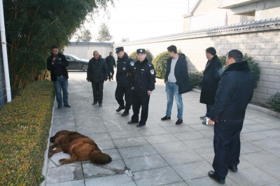 藏獒發(fā)瘋咬傷主人被警方擊斃