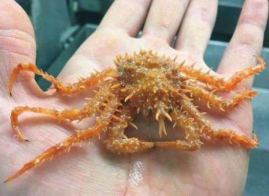 漁夫發(fā)布奇特生物