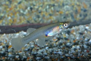 佛山投數(shù)千滅蚊魚 